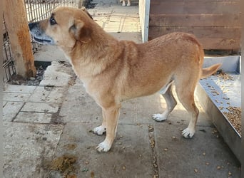 ♥SIMBA♥ super lieber, hübscher, verspielter Rüde mit den Knopfaugen 40 cm