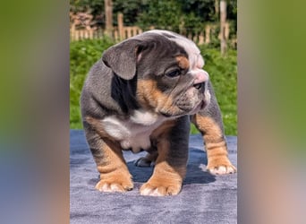 english Bulldogwelpen (Rarität!!)