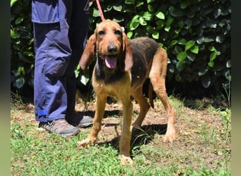 Tyron - der Schnüffler sucht ein Zuhause