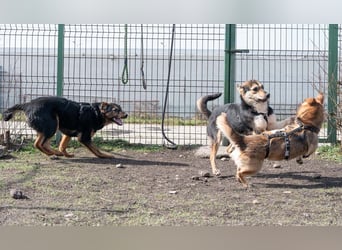 BATMAN-schüchterner Held auf 4 Pfoten sucht dich und sein Zuhause