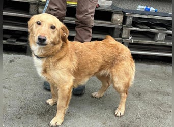 Cindy, geboren 01.01.2023, 40cm sucht ihr Körbchen