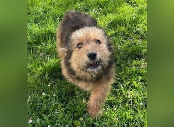 Josefine, Norwich Terrier-Mischling