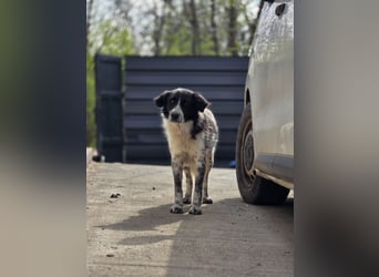 Joschi, Rüde, *ca.24.05.2020, ca. mittelgroß, vertraut nur schwer, schüchtern, freundlich, neugieri