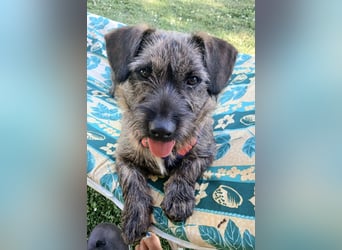 Mona – kleine Herzenshündin sucht ihr Für-immer-Zuhause