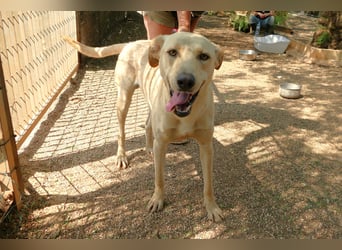 lieber Balu ist auf der Suche nach seinem Zuhause