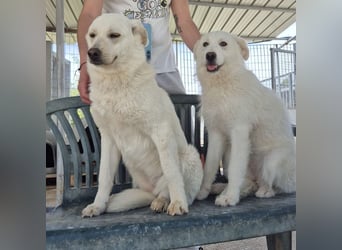 Milly und Mary - Weiße Engel auf 4 Pfoten ' bereit für ein neues Leben