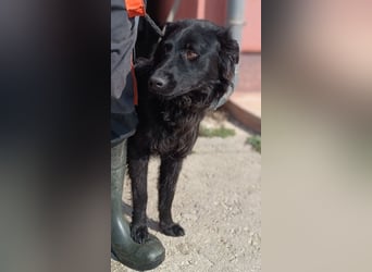 Lieber Kroatischer Schäferhund Mix Fernando sucht seine Menschen