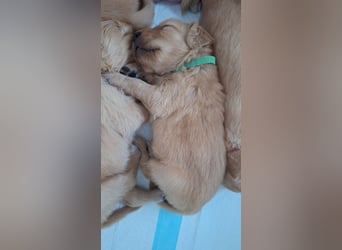 Golden Retriever Welpen