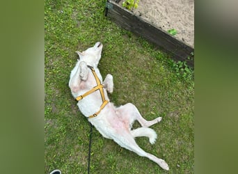 Francesco - Wo sind die Freunde von großen, gemütlichen Hunden