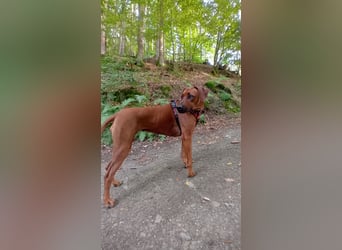 Rhodesian Ridgeback Welpen