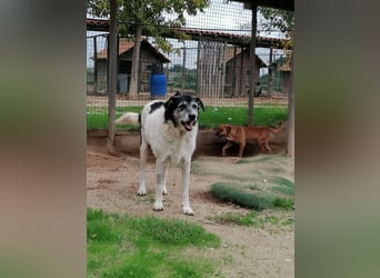 Oriol, Mix Schnauzer / Podengo, lieb und verträglich