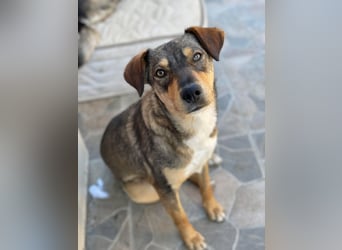 Maggie sucht liebevolles zu Hause