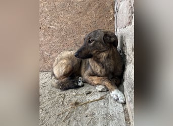 AVA, Hündin, 1,5 Jahre, 52 cm, Mischling, Tierschutz