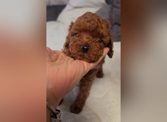 Tiny Asiatische Püppchen Toypudel Welpen