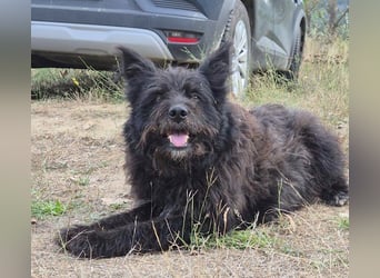 Bueno - freundlicher, verschmuster, ruhiger Schnauzer-Mix Rüde / z.Zt. noch in Rumänien