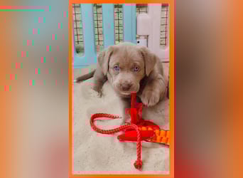 Labrador Aussiedor Welpen  in silber und silber merle aus liebevoller Zucht