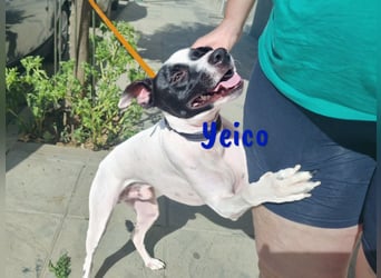 Yeico 09/2022 (ESP) - aufgeschlossener und sozialer Ratonero Bodeguero Andaluz Mix!