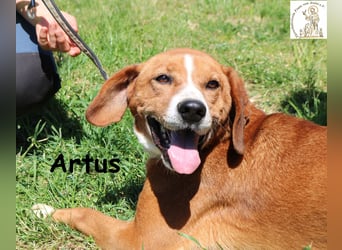 Artus - cooler, hübscher Rüde hält Ausschau nach seinen Menschen