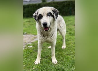 Snow, geb. ca. 06/2023, lebt auf einer Pflegestelle in 47652 Weeze