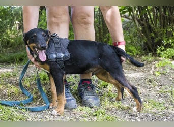 Csocsó SI - verspielter Jungspund mit großem Herzen sucht sein eigenes Zuhause