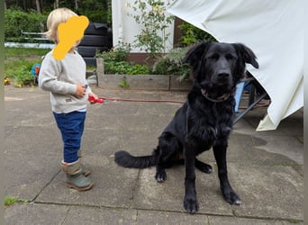 Hofhund Herdenschutzhund