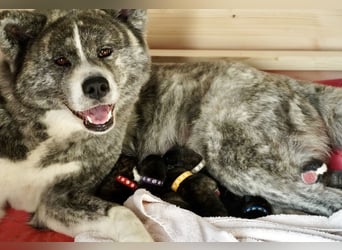 Akita Inu Welpen | A-Wurf | Japan Akita | Ahnentafel | VDH 