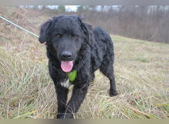 Verspielter TRUNTO - Traumbub mit dem Potential zum Herzenshund