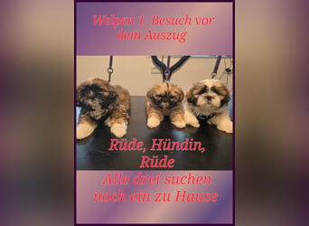 Reinrassige Shih Tzu 9 Wochen alt