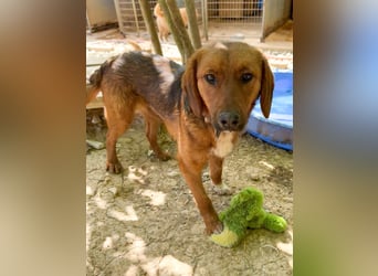 Spielen und Kuscheln - dafür ist Zuckerbub DARIO immer zu haben