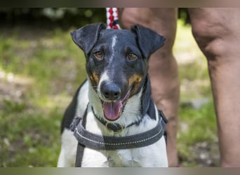Cili SI – sanfte Foxterrier-Mix-Hündin mit großem Herz sucht ein liebevolles Zuhause
