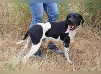 Douglas,  Pointer-Mix, lieb und sozial