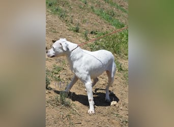 Mary - Sehr liebe (taube) Dogo-Argentino Hündin, ca. 3 Jahre alt, gut verträglich