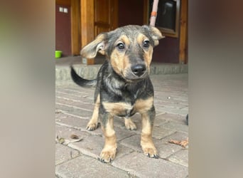 Lucy, geboren 10.12.2024, 31cm sucht ihre Menschen