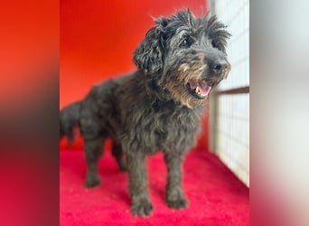 liebenswerte DORKA - 9 Jahre, 38cm/10,5kg - Schnauzer-Mix