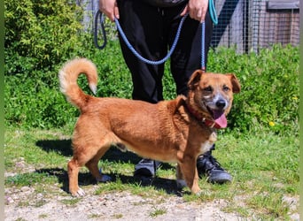 Kali, Mix Dackel / Pinscher, lieb und verträglich