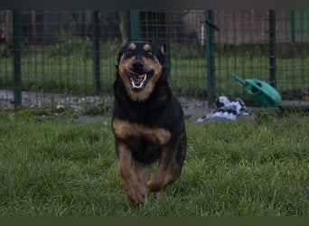 Grinsebacke BRAVEHEART sucht ihre Herzensmenschen