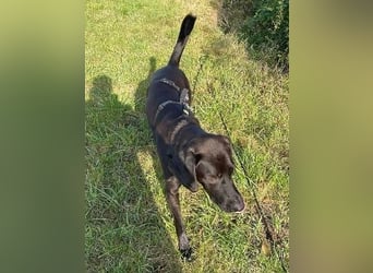 verträglicher Max - sucht ruhiges Zuhause