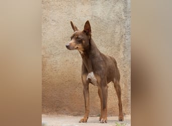 Manolito ist Liebenswürdigkeit in Hundegestalt