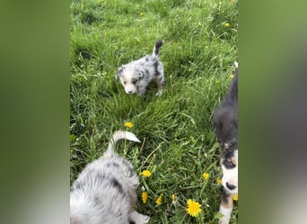 Ein besonderes Mäuschen sucht ein besonderes Zuhause 
