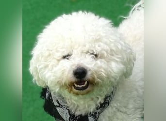 BUBI Bichon Mix