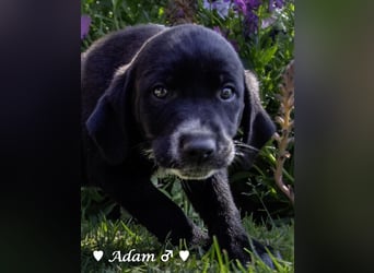 Annie und ihre Geschwister suchen ein Zuhause