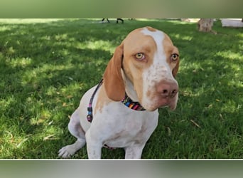 DUNA ❤️ liebevolle Pointer Mix Dame, Pflegefamilie Immenhausen