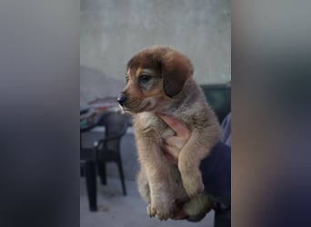 Harry - sucht noch sein Körbchen