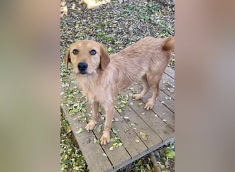 Kuckuck, wer schenkt Traumhund OLIVER ein liebevolles Zuhause?
