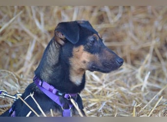 Frenzie sucht Familieanschluss (47839 Krefeld)
