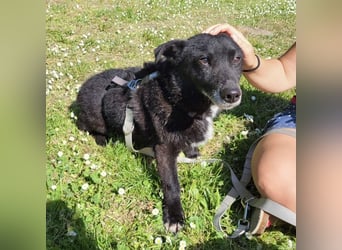 Garo ein absoluter Familienhund