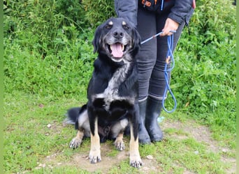 Tiago  - Schäferhund-Mix, lieb und verträglich