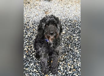 Jack, Schnauzer-Pudel-Mix, geb. 2015, netter Senior sucht Zuhause