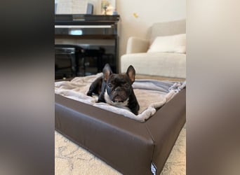Frenchie Hündin sucht neue Familie