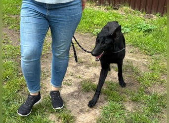 Lupin VI– Ein kluger Herzenshund sucht sein Für-immer-Zuhause